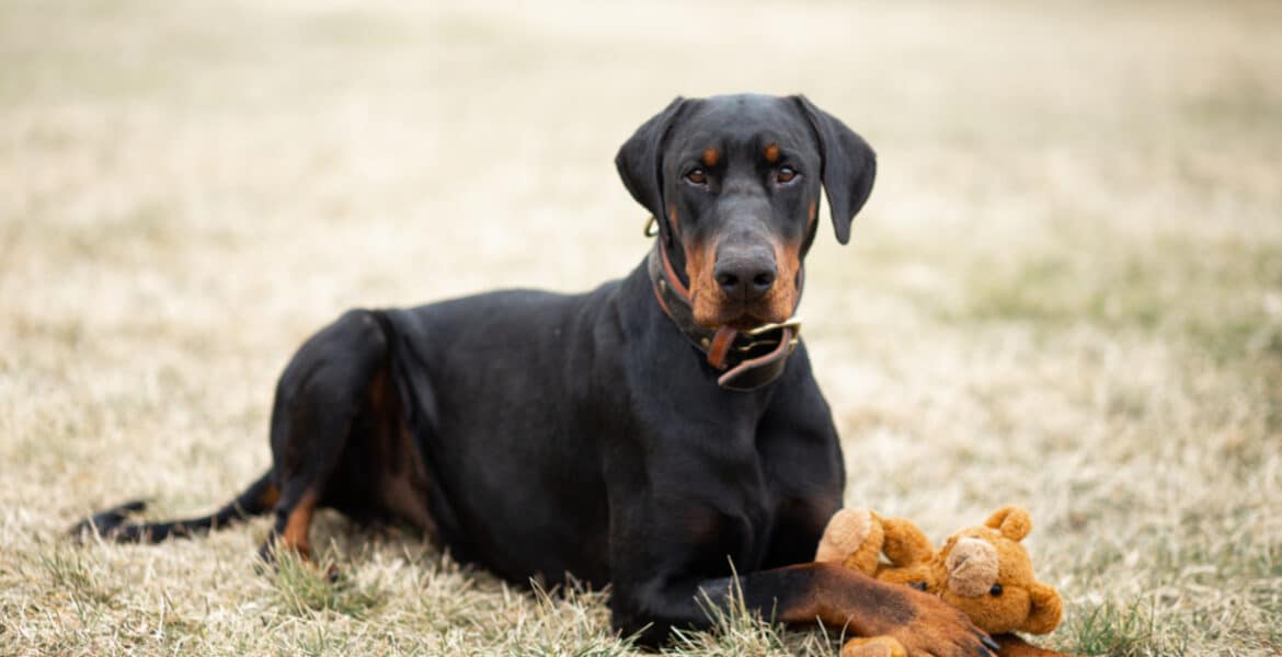 How Long Do Dobermans Live?