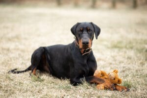 How Long Do Dobermans Live?