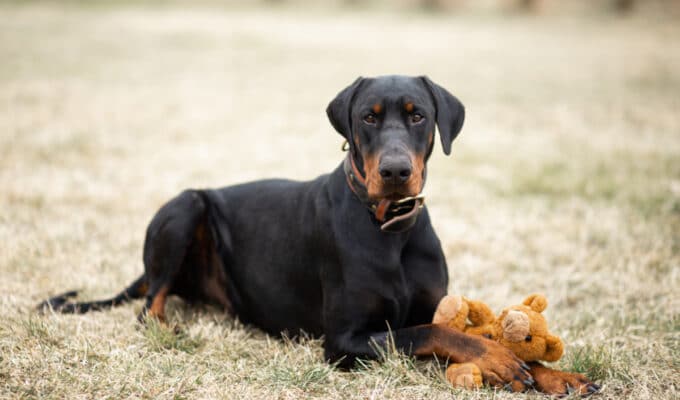 How Long Do Dobermans Live?