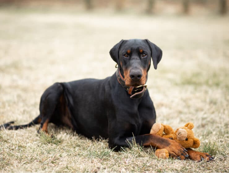 How Long Do Dobermans Live?