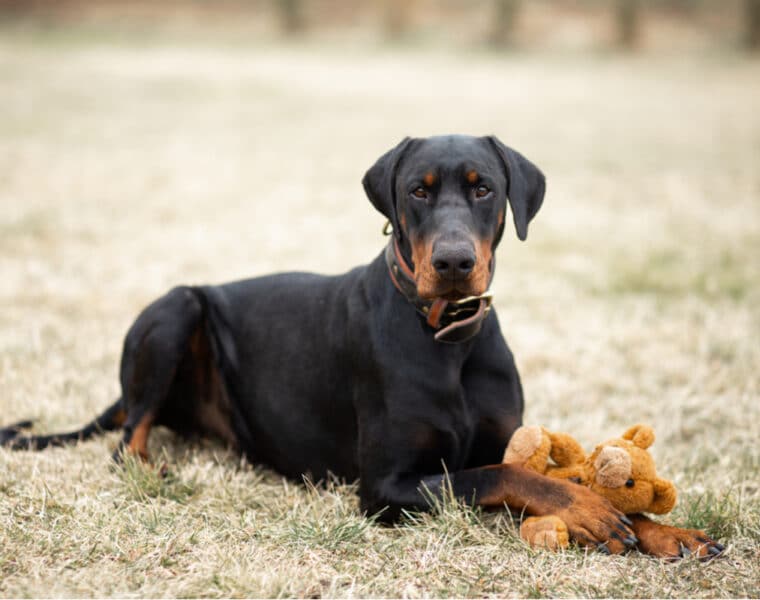 How Long Do Dobermans Live?