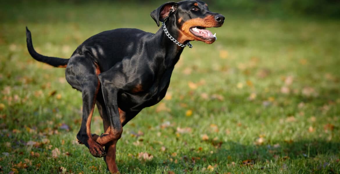 How Much Exercise Do Dobermans Need?