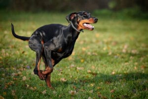 How Much Exercise Do Dobermans Need?