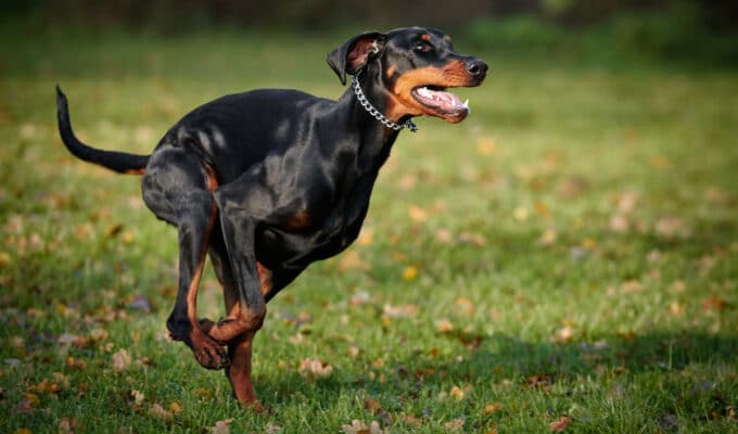 How Much Exercise Do Dobermans Need?