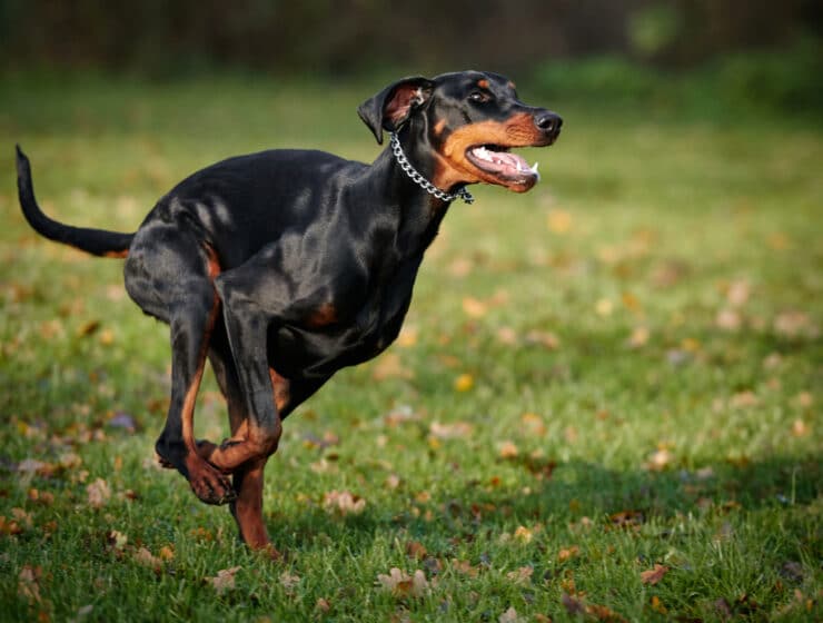 How Much Exercise Do Dobermans Need?