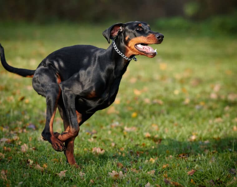 How Much Exercise Do Dobermans Need?