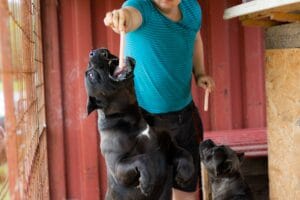 Are Cane Corsos Aggressive?