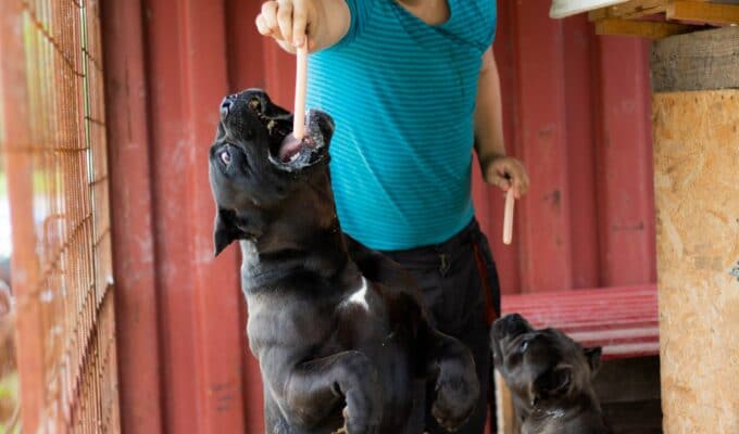 Are Cane Corsos Aggressive?