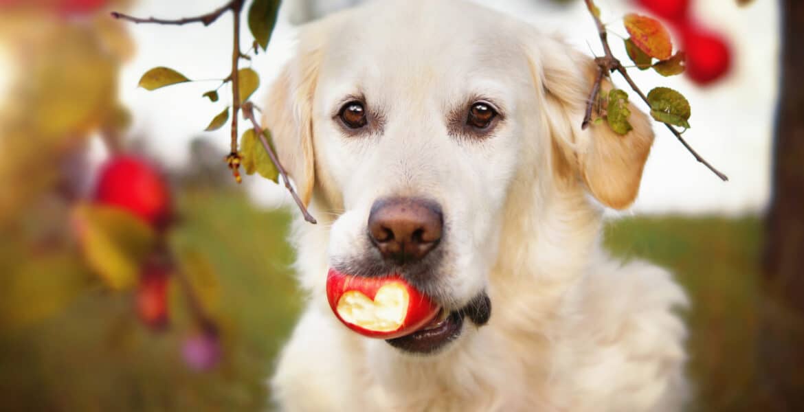 Can Dogs Eat Apples?