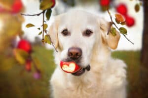 Can Dogs Eat Apples?