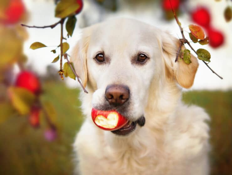 Can Dogs Eat Apples?