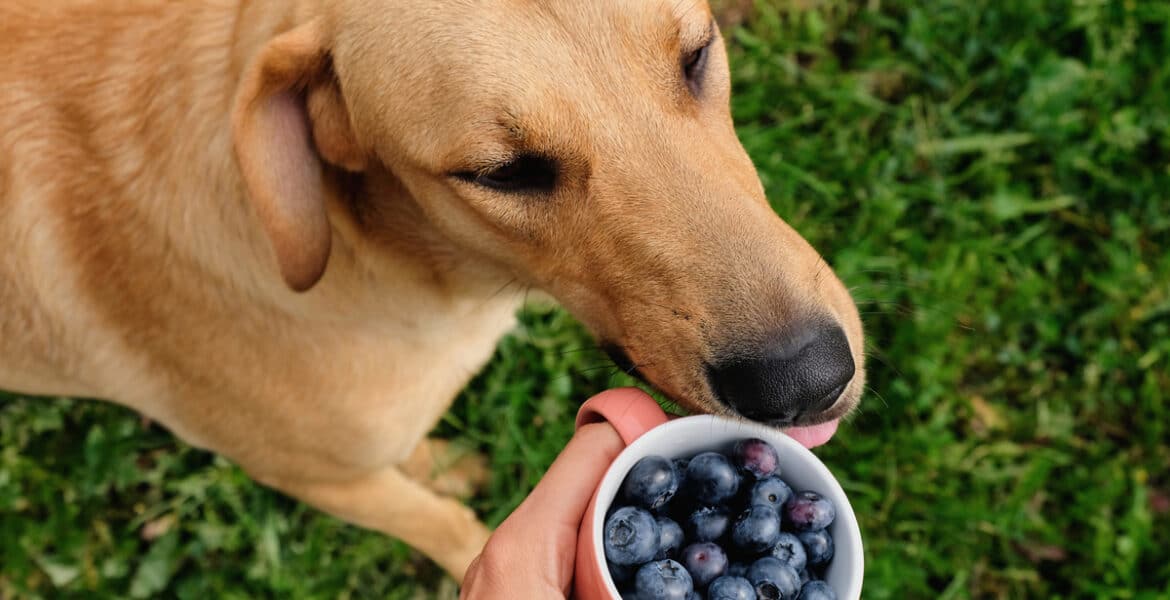 Can Dogs Eat Blueberries?