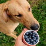 Can Dogs Eat Blueberries?