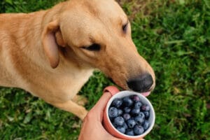 Can Dogs Eat Blueberries?