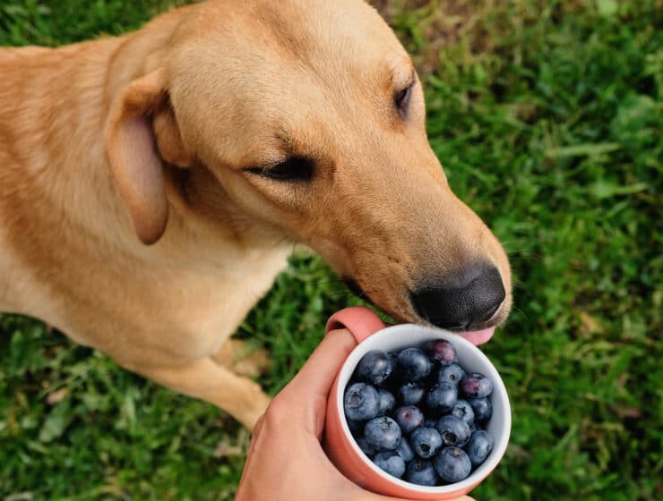 Can Dogs Eat Blueberries?