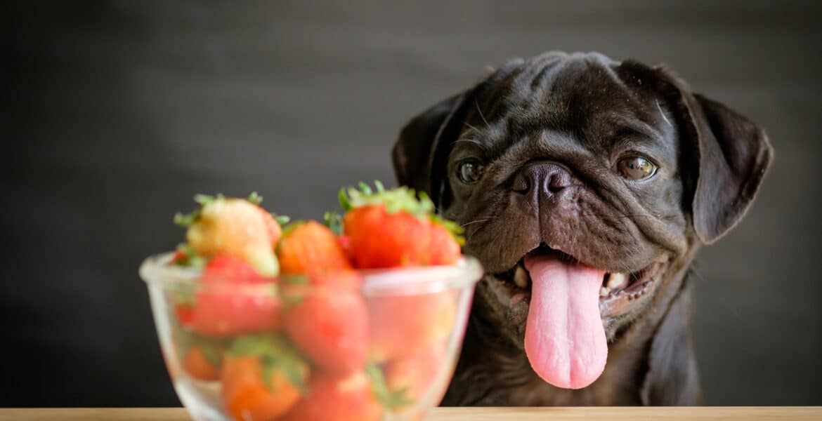 Can Dogs Eat Strawberries?