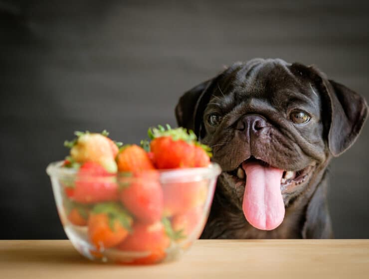 Can Dogs Eat Strawberries?