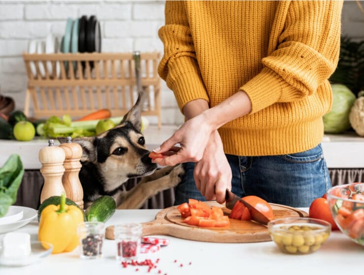 Can Dogs Eat Tomatoes?