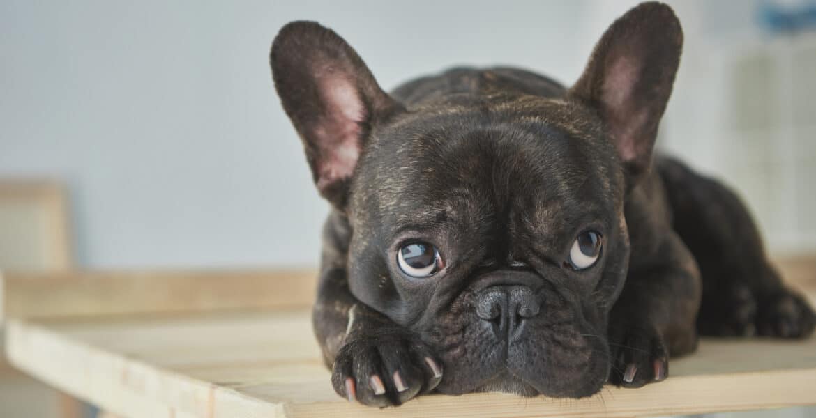 Can French Bulldogs Be Left Alone?