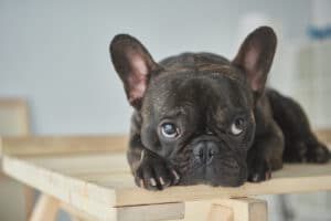 Can French Bulldogs Be Left Alone?