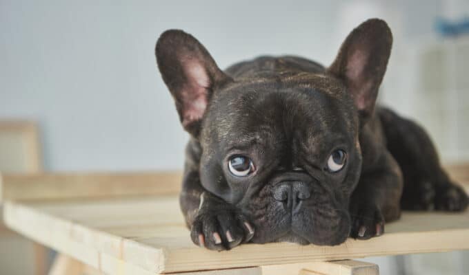 Can French Bulldogs Be Left Alone?