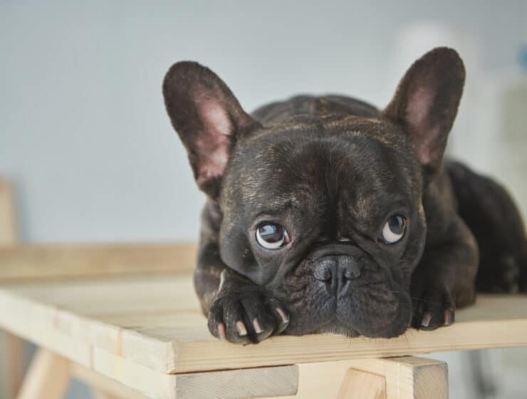 Can French Bulldogs Be Left Alone?