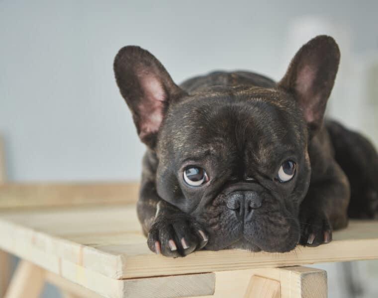 Can French Bulldogs Be Left Alone?