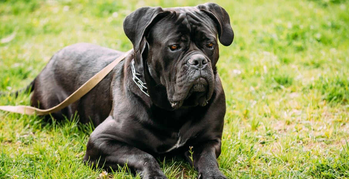 Cane Corso Dog Animal - Free photo on Pixabay - Pixabay