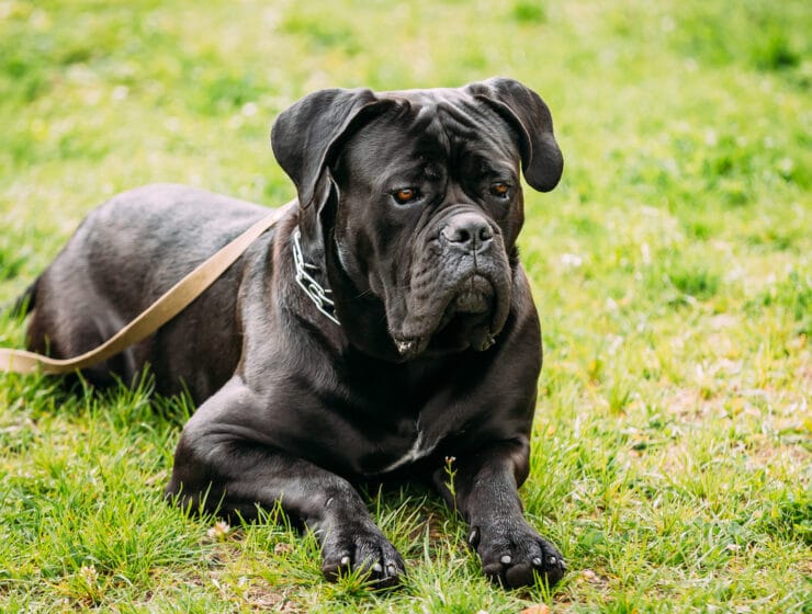 Do Cane Corsos Drool?