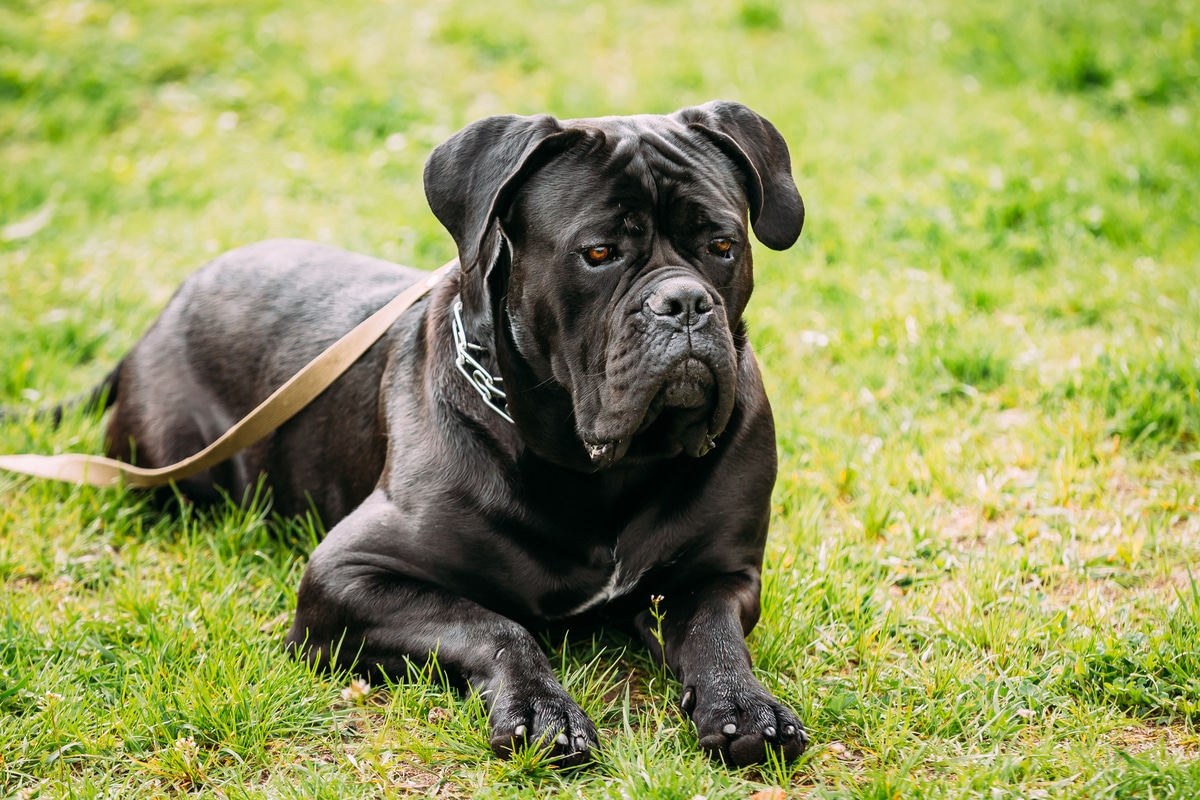 are cane corsos territorial