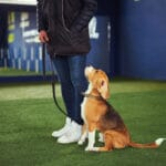 Are Beagles Easy To Train?