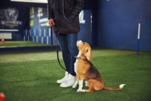 Are Beagles Easy To Train?