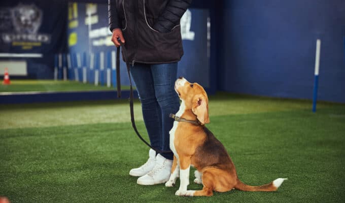 Are Beagles Easy To Train?