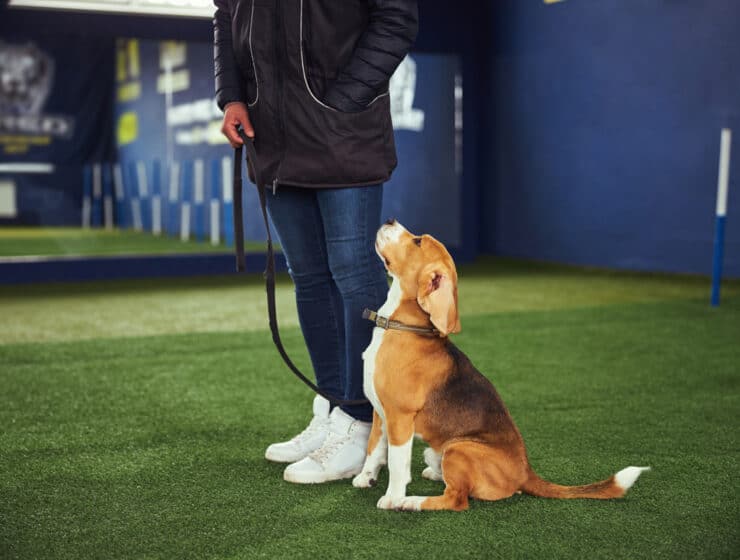 Are Beagles Easy To Train?