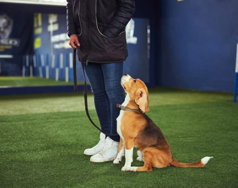 Are Beagles Easy To Train?