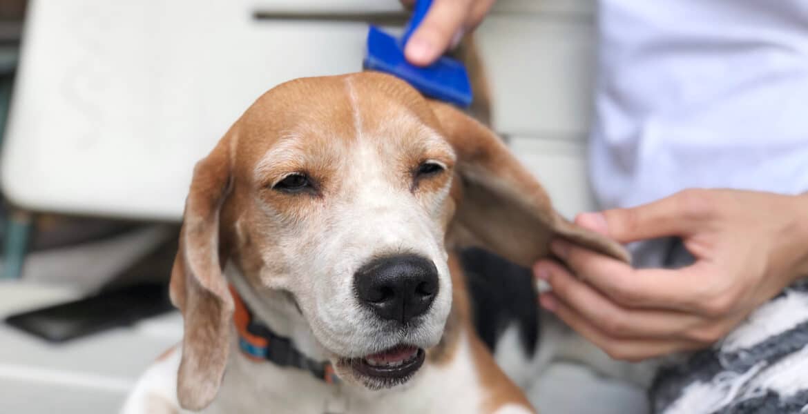 Do Beagles Shed?