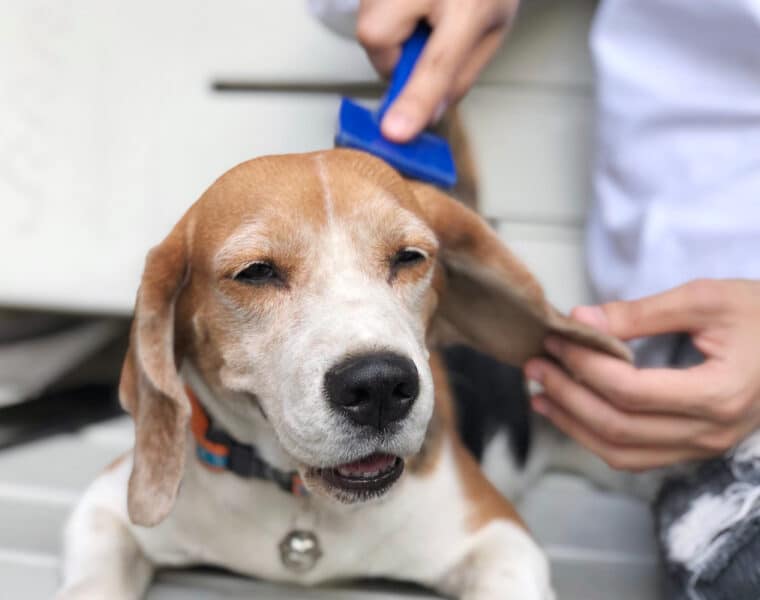 Do Beagles Shed?